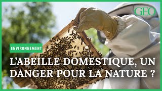 Nos abeilles domestiques, un danger pour la nature ?