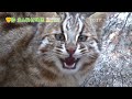 【東山動植物園公式】さご《 ツシマヤマネコ 》