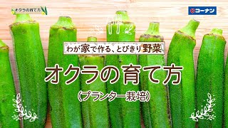 オクラの育て方【プランター栽培】コーナン