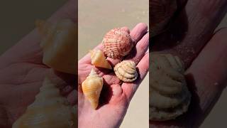 Collecting CRAFT SHELLS 😍 #shorts #beachcombing