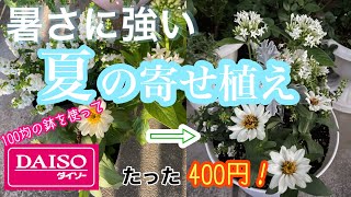 ★【400円！で寄せ植え！】暑さに強いお花達を使って夏の寄せ植え　アンゲロニア　ジニア　ペンタス　白妙菊　DAISOの鉢使用