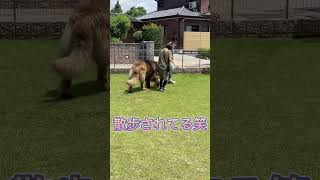 【超大型犬】ショート　熊にしか見えなかったボーズの父犬　Leonberger　レオンベルガー ＃Shorts