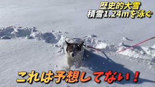 【歴史的大雪】積雪１.24mを泳いで渡る愛犬