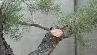 Different Pruning Styles Niwaki Pines  November 2023