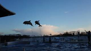 4k動画 京都水族館イルカショー