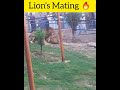 lion s mating part 2🔥