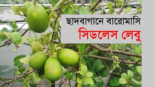 ছাদবাগানে বারোমাসি সিডলেস লেবু | The Green Practice