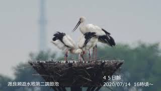 渡良瀬遊水地コウノトリ雛　４５日齢目 (2020/07/14)