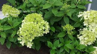 圆锥绣球 1 - Limelight Panicle Hydrangea 第一次种圆锥绣球，在深秋和初冬不修剪，来年夏天长势喜人。