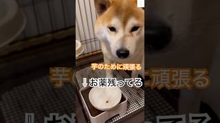 お薬飲まないと大好きな芋が食べれない😤　#柴犬　#犬　#かわいい犬 #犬のいる暮らし #おもしろ