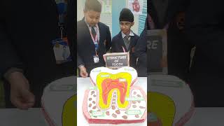 Best model of Tooth | Structure of tooth | Science Model  | Bio Model #science #knowledge #trending