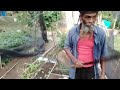 giant plantain harvesting from rasta slow farm part 2 🇯🇲