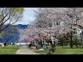 【桜】名城公園 芝生広場2024年4月上旬