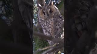 Majestic Owls  Wisdom of the Night