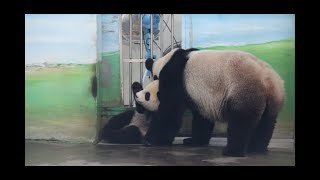 20210319 圓圓入內沒跟上 放食前後圓寶忙 Giant Panda Yuan Yuan \u0026 Yuan Bao