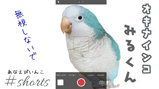 【インコ】お喋りの途中で無視してみた時の反応 Parrot