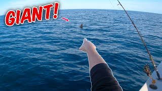 Captured RARE GIANT off the east coast of Florida!