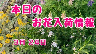 本日のお花入荷情報🌸