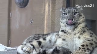 ユキヒョウ リーベのかいかい~Snow Leopard