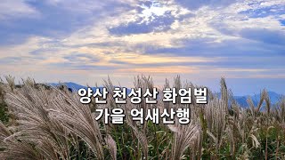 경남 억새명소 양산 천성산 화엄벌 화엄늪 트레킹 억새 산행 Plain of silver grass