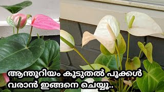 ഇങ്ങനെ ചെയ്‌താൽ ആന്തൂറിയം നിറഞ്ഞു പൂക്കും |Anthurium Flowering Tips in Malayalam |SR Vlogs by Naji💕💕