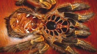 ¿Como mudan de piel las tarantulas?