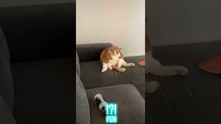 Funny Cats and dogs – FUN part 63 #shorts #funny #cat #dog