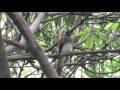 大阪城・秋のサンコウチョウ－大阪城公園－2016 08 28