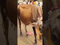 75000 जुर्शी cow royalशेतकरी dairyfarm shetakariraja गाईबाजार shetakri farming