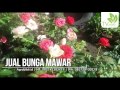 jual bibit bunga mawar