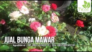 Jual Bibit Bunga Mawar