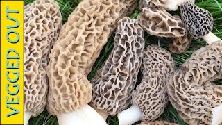 2017 MOREL MUSHROOM HUNTING \u0026 HAUL - FAMILY ADVENTURE 2 - SOME BIG \u0026 YELLOW