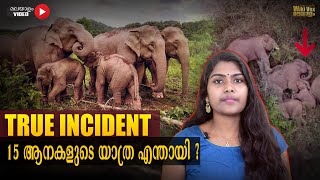 15 ആനകളുടെ യാത്ര എന്തായി ? | 15 Elephants china | Explained in Malayalam |Elephants migration|