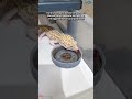 Begini cara Leopard Gecko minum air, pasti pada jarang yang lihat #leopardgecko #shorts #shortsvideo