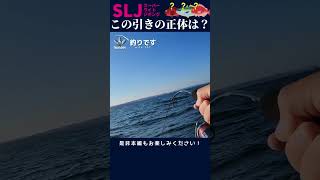 【SLJ】この引きの正体は？ #スーパーライトジギング