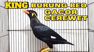 KING BURUNG BEO GACOR \u0026 CEREWET ‼️