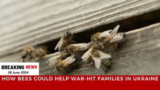 How bees could help war-hit families in Ukraine