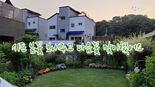 시든봄꽃보내주고 다음꽃 맞이했어요 (향플록스,돌단풍,매발톱,공조팝)(작약,샤스타데이지,쥐손이풀,개량배롱 핑크벨벳,전지가위)