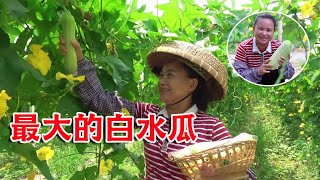 9妹逛果園，白水瓜的秋收季，有比9妹收穫更大的瓜麼？ 【巧婦9妹】