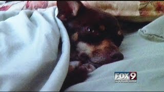 Family desperate for answers after dog found mutilated