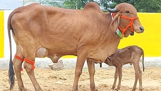 100% pure gir cow female calf 1st lactation 15 L 9983954391