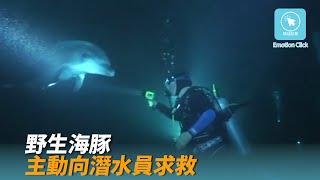 野生海豚 主動向潛水員求救 幫我。 。 。