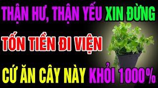 Bác Sỹ Mách Bạn 3 Loại Cây Cực Tốt Cho Sức Khỏe, Ai Cũng Nên Biết Để Sống Khỏe Mạnh Mỗi Ngày