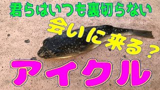 釣り動画ロマンを求めて 121釣目（アイクル）