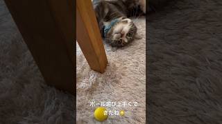 くぅちゃんとキャッチボール💛 #可愛い猫 #猫動画 #shorts