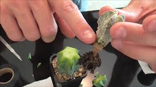 How To Graft Cactus Part 2