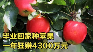 河南小伙毕业返乡种植苹果，一个苹果卖15元，一年收入4300万元！