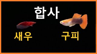 [리얼합사] 구피 새우 합사 가능할까?