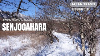 Snow Hiking in Nikko Senjogahara – Must see spot in Winter【栃木･戦場ヶ原】