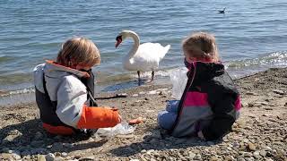 Swan at the beach March 21st 2021